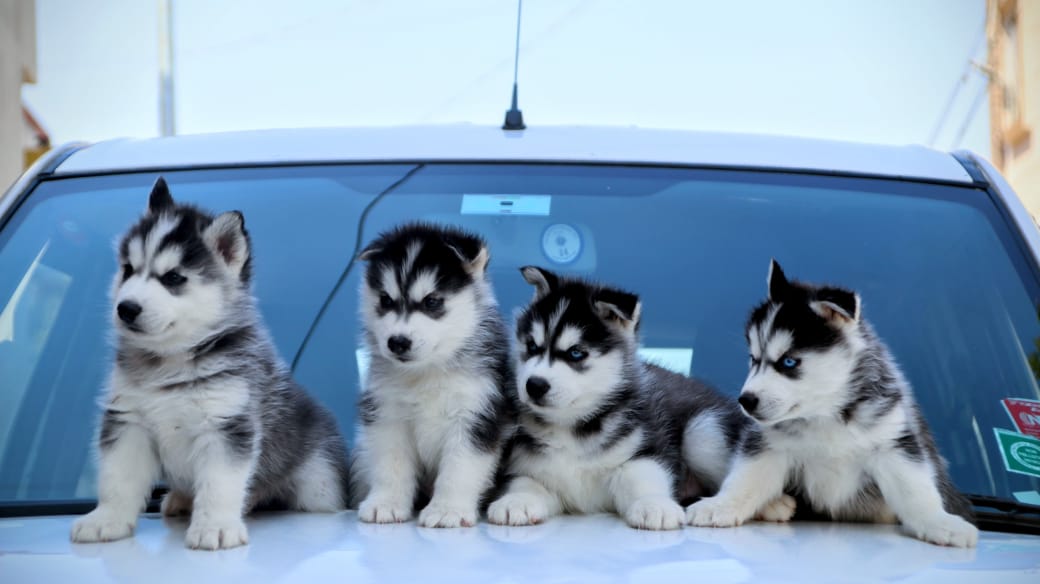Siberian Husky
